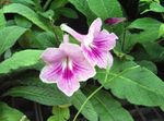 Photo Strep, lilac herbaceous plant