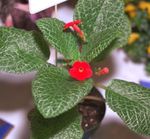 Photo Episcia, red herbaceous plant