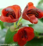 Photo Lipstick plant, , red 