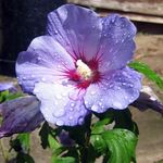 Photo Hibiscus, lilac shrub
