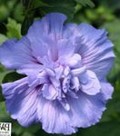 Photo Hibiscus, light blue shrub