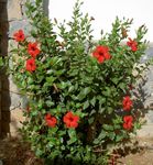 Photo Hibiscus, red shrub