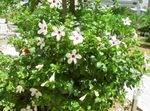 Photo Hibiscus, white shrub