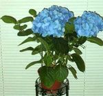 Photo Hydrangea, Lacecap, light blue shrub