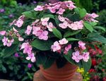 Photo Hydrangea, Lacecap, pink shrub
