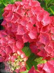 Photo Hydrangea, Lacecap, red shrub