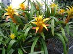 Photo Guzmania, yellow herbaceous plant