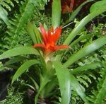 Photo Guzmania, red herbaceous plant