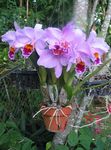 Photo Dendrobium Orchid, lilac herbaceous plant