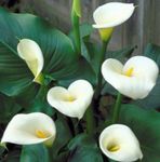 Photo Arum lily, white herbaceous plant