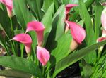 Photo Arum lily, pink herbaceous plant