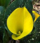 Photo Arum lily, yellow herbaceous plant