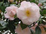 Photo Camellia, white tree
