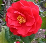 Photo Camellia, red tree
