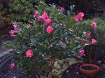 Photo Camellia, pink tree