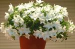 Photo Campanula, Bellflower, white hanging plant