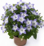 Photo Campanula, Bellflower, light blue hanging plant
