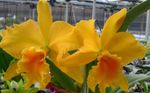 Photo Cattleya Orchid, yellow herbaceous plant