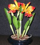 Photo Cattleya Orchid, orange herbaceous plant