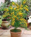 Photo Acacia, yellow shrub