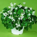 Photo Oxalis, white herbaceous plant