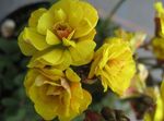 Photo Oxalis, yellow herbaceous plant