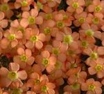 Photo Oxalis, orange herbaceous plant