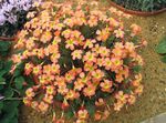 Photo Oxalis, orange herbaceous plant