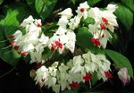 Photo Clerodendron, white shrub