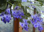 Photo Clerodendron, light blue shrub