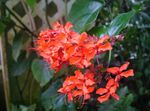 Photo Clerodendron, red shrub