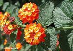 Photo lantana, orange shrub