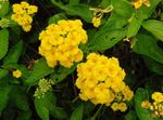 Photo lantana, yellow shrub