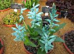 Photo Cape Cowslip, light blue herbaceous plant