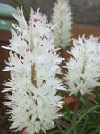 Photo Cape Cowslip, white herbaceous plant