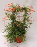 φωτογραφία Καλαμπόκι Καραμέλα Αμπέλου, Φυτών Πυροτέχνημα, κόκκινος αναρριχώμενα