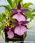 Photo Miltonia, purple herbaceous plant