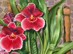 Photo Miltonia, red herbaceous plant