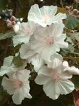 Photo Flowering Maple, Weeping Maple, Chinese Lantern, white tree