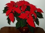 Photo Poinsettia, red herbaceous plant