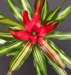 Photo Bromeliad, red herbaceous plant