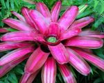 Photo Bromeliad, pink herbaceous plant