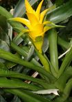 Photo Nidularium, yellow herbaceous plant