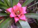 Photo Nidularium, pink herbaceous plant