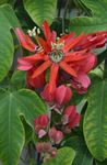 Photo Passion flower, red liana