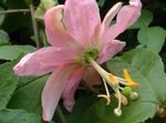Photo Passion flower, pink liana