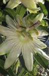 Photo Passion flower, white liana