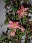 Photo Passion flower, pink liana