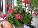 Photo Geranium, red herbaceous plant