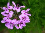 Photo Geranium, lilac herbaceous plant
